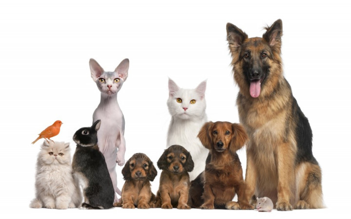 should people own pets